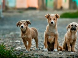 Guardians of the Voiceless The Unseen Heroes of Animal Welfare