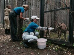 From Rescue to Rehabilitation: How Passion Fuels the Journey of Animal Welfare by Brenda McGrane