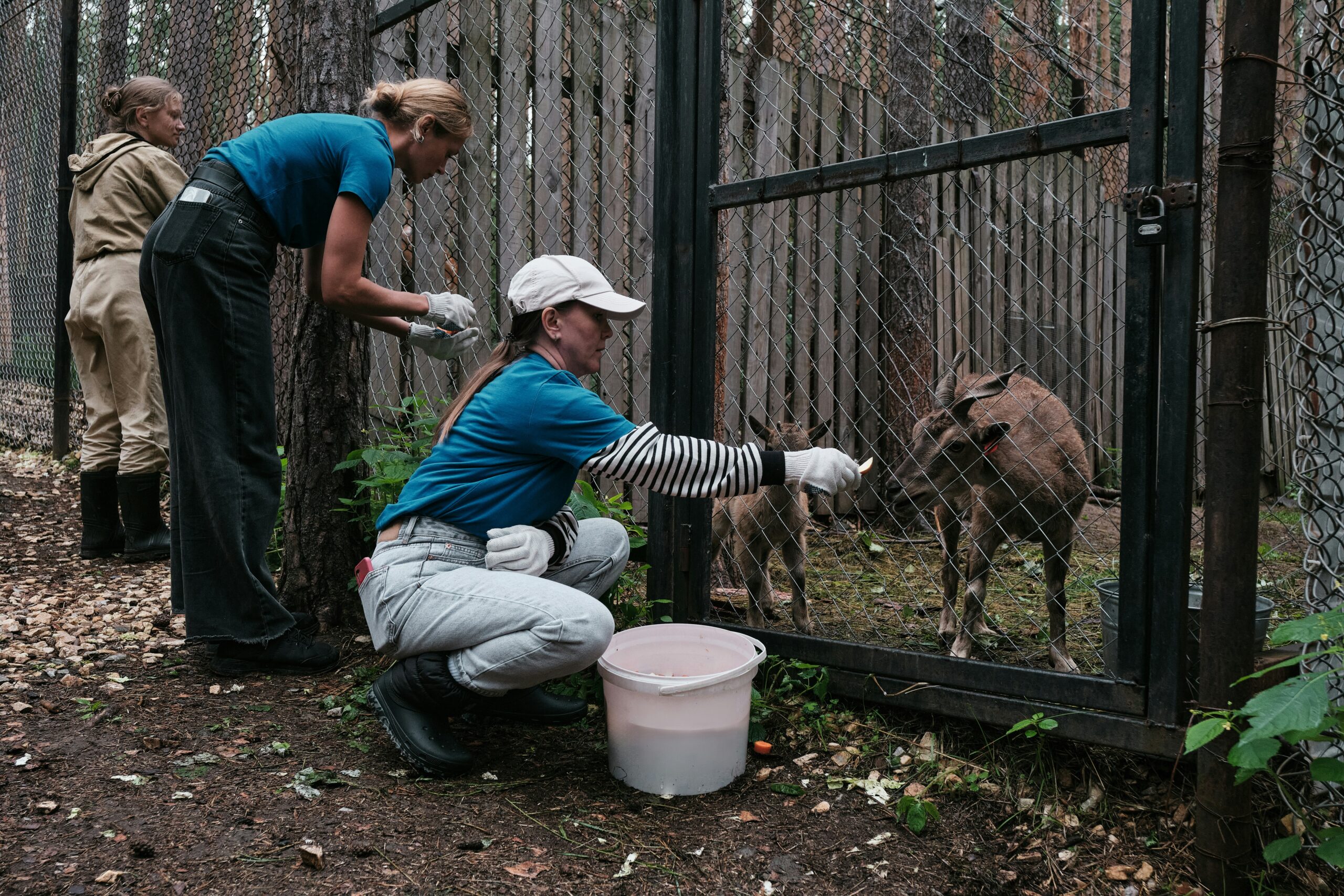 From Rescue to Rehabilitation: How Passion Fuels the Journey of Animal Welfare by Brenda McGrane