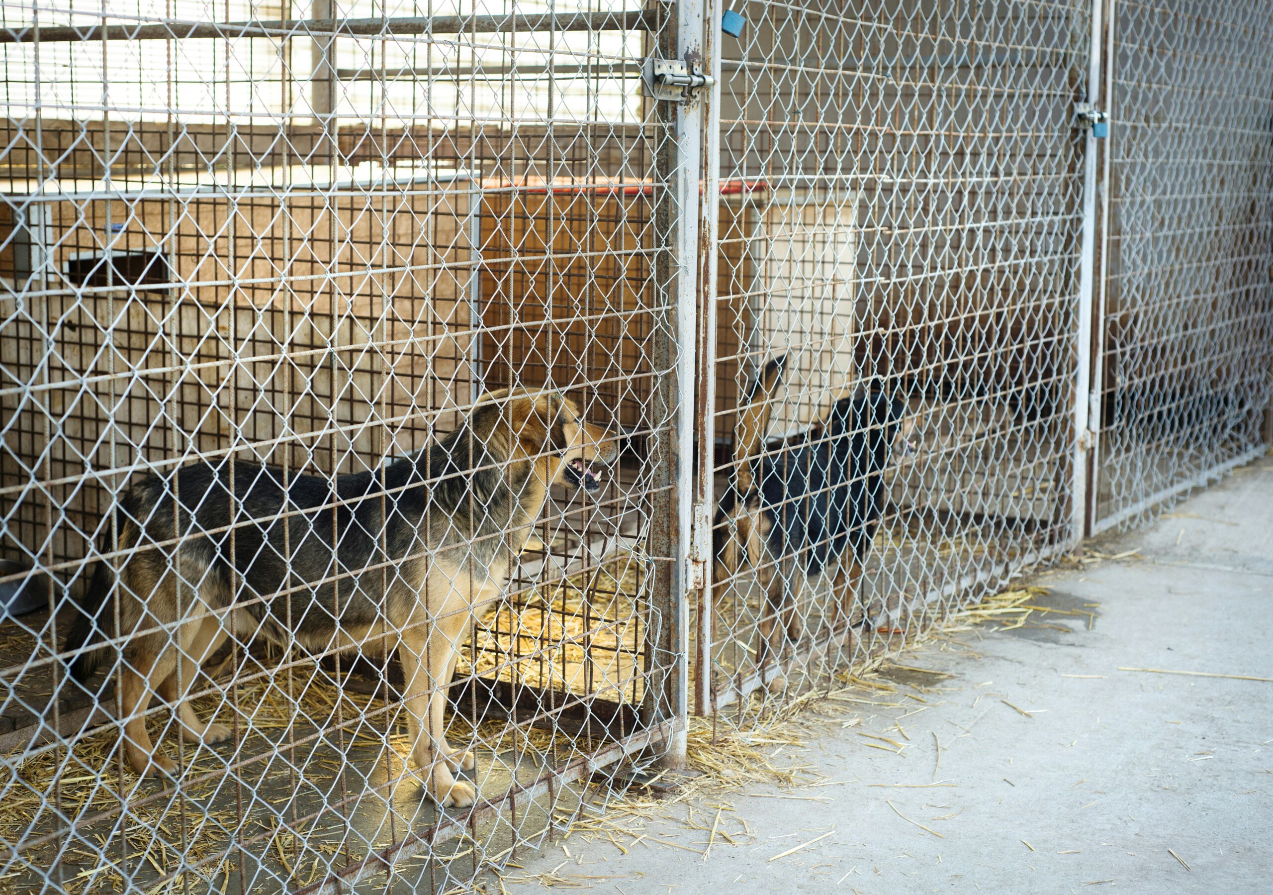 Animal Abuse-Brenda McGrane
