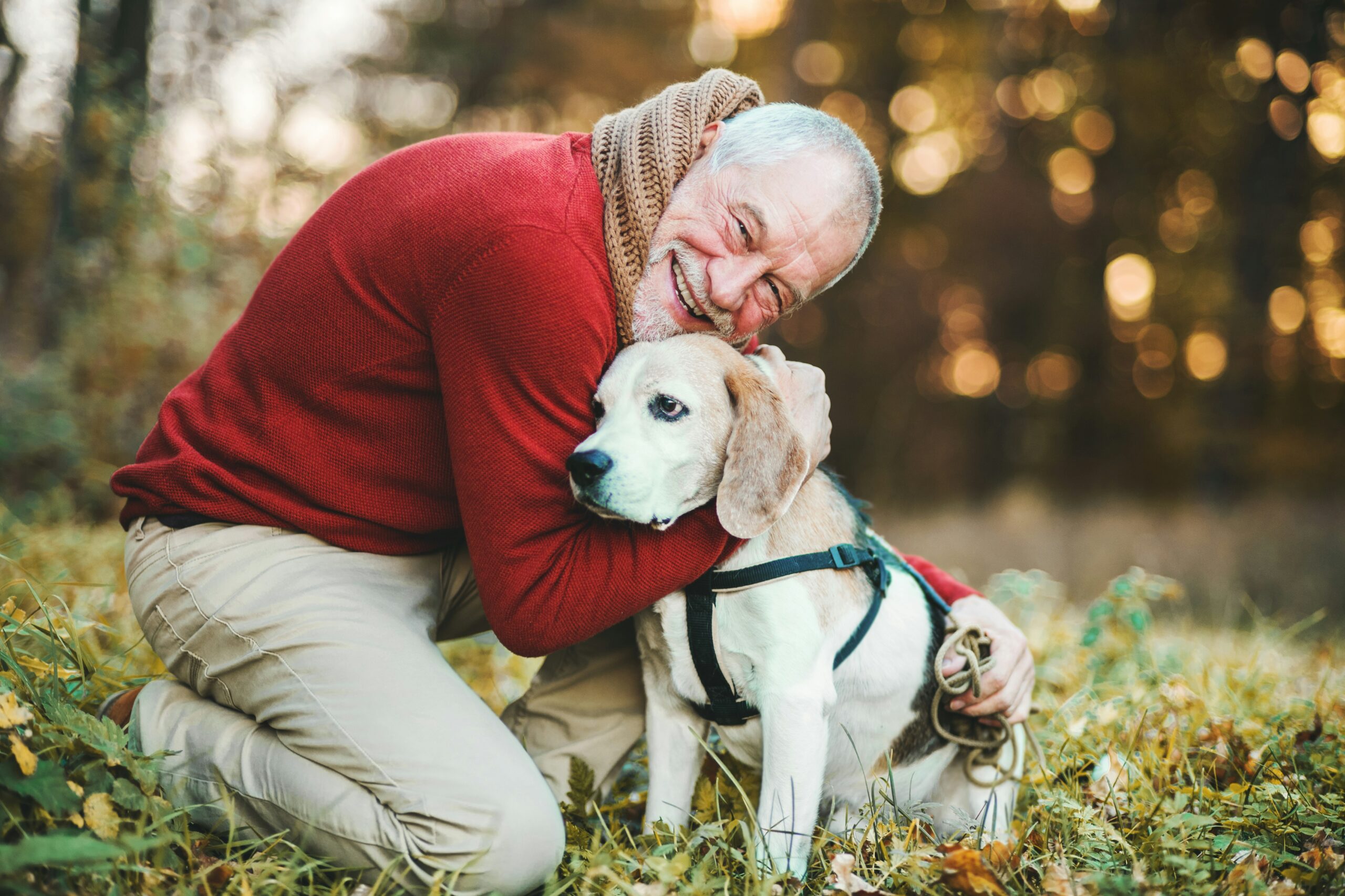 Senior dog rescues