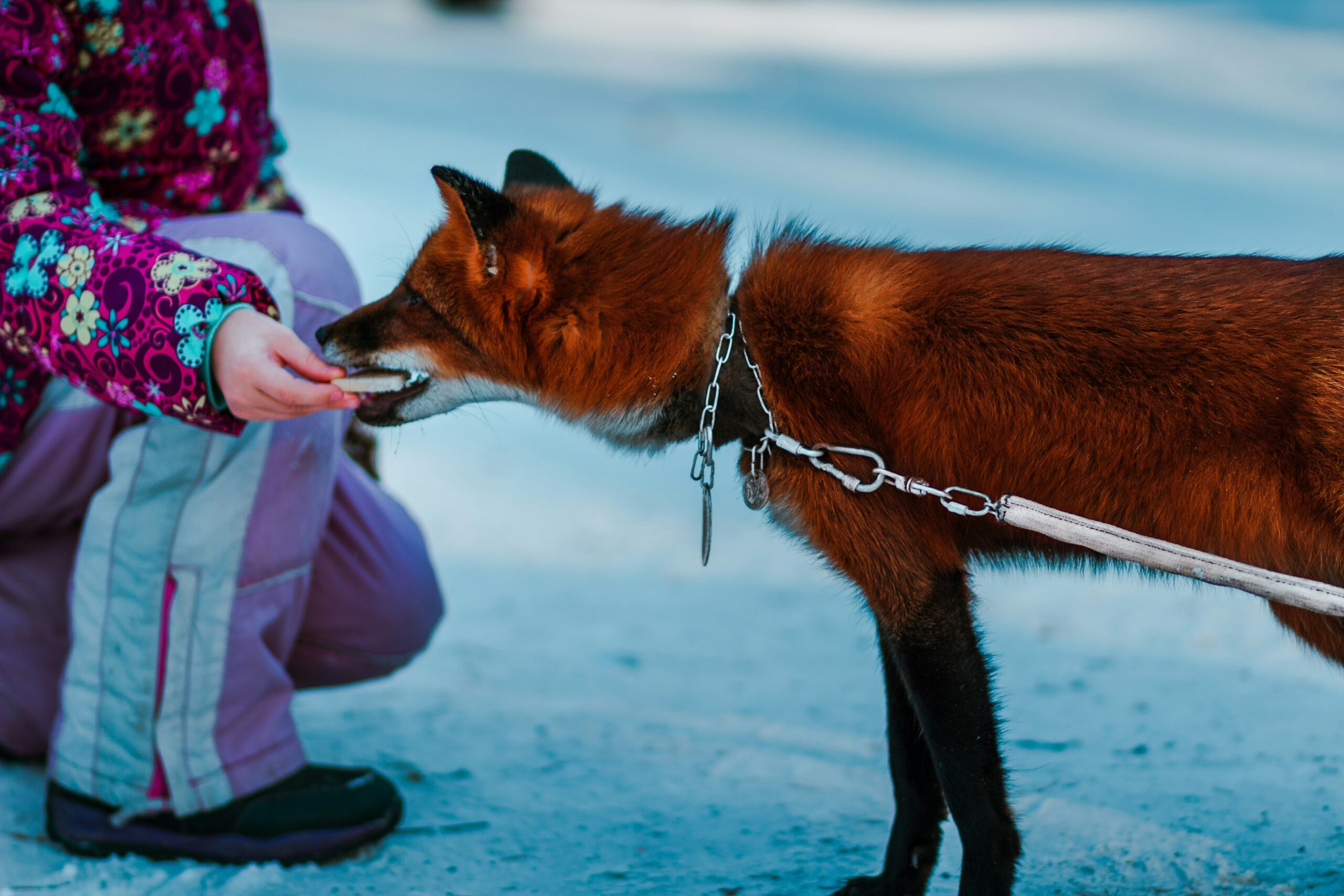 Rescue and Renewal Transforming Lives Through Animal Rescue