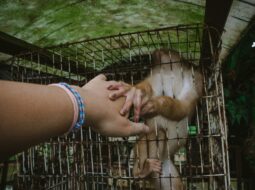 Animal Abuse