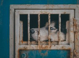 animal abuse