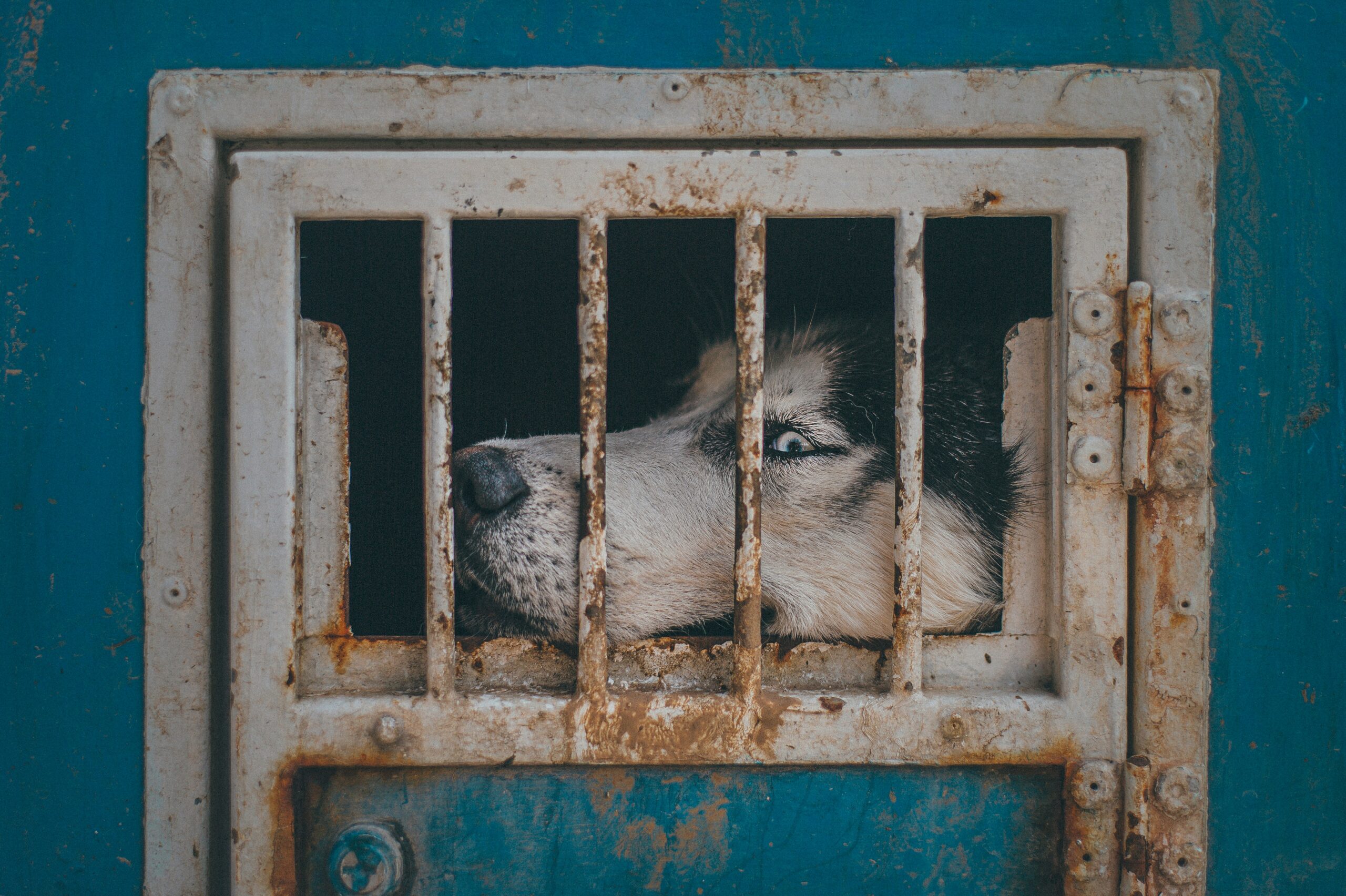 animal abuse