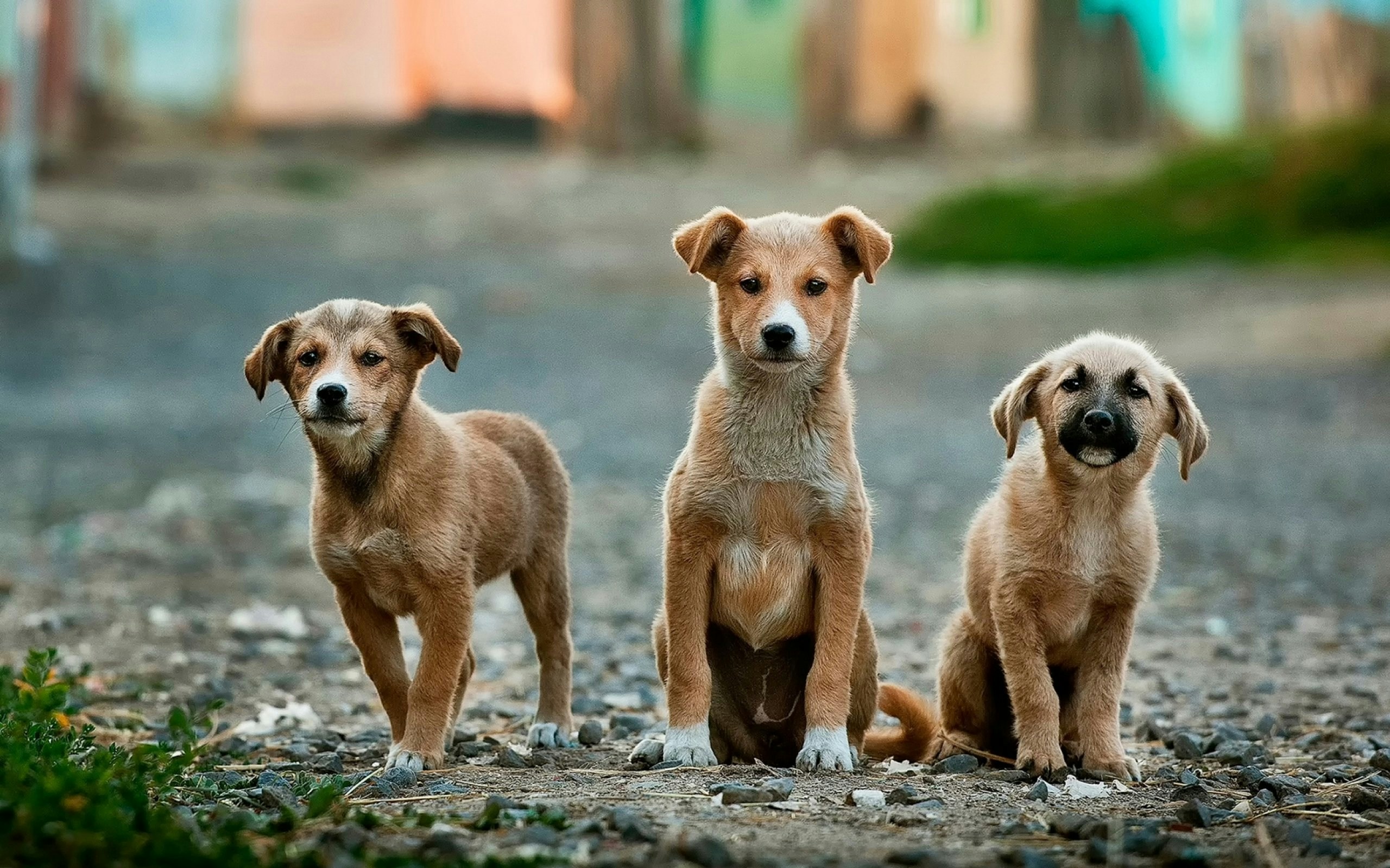 Guardians of the Voiceless The Unseen Heroes of Animal Welfare