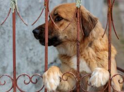Breaking the Chain Taking a Stand Against Animal Abuse