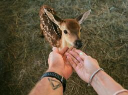 Heart for All Creatures