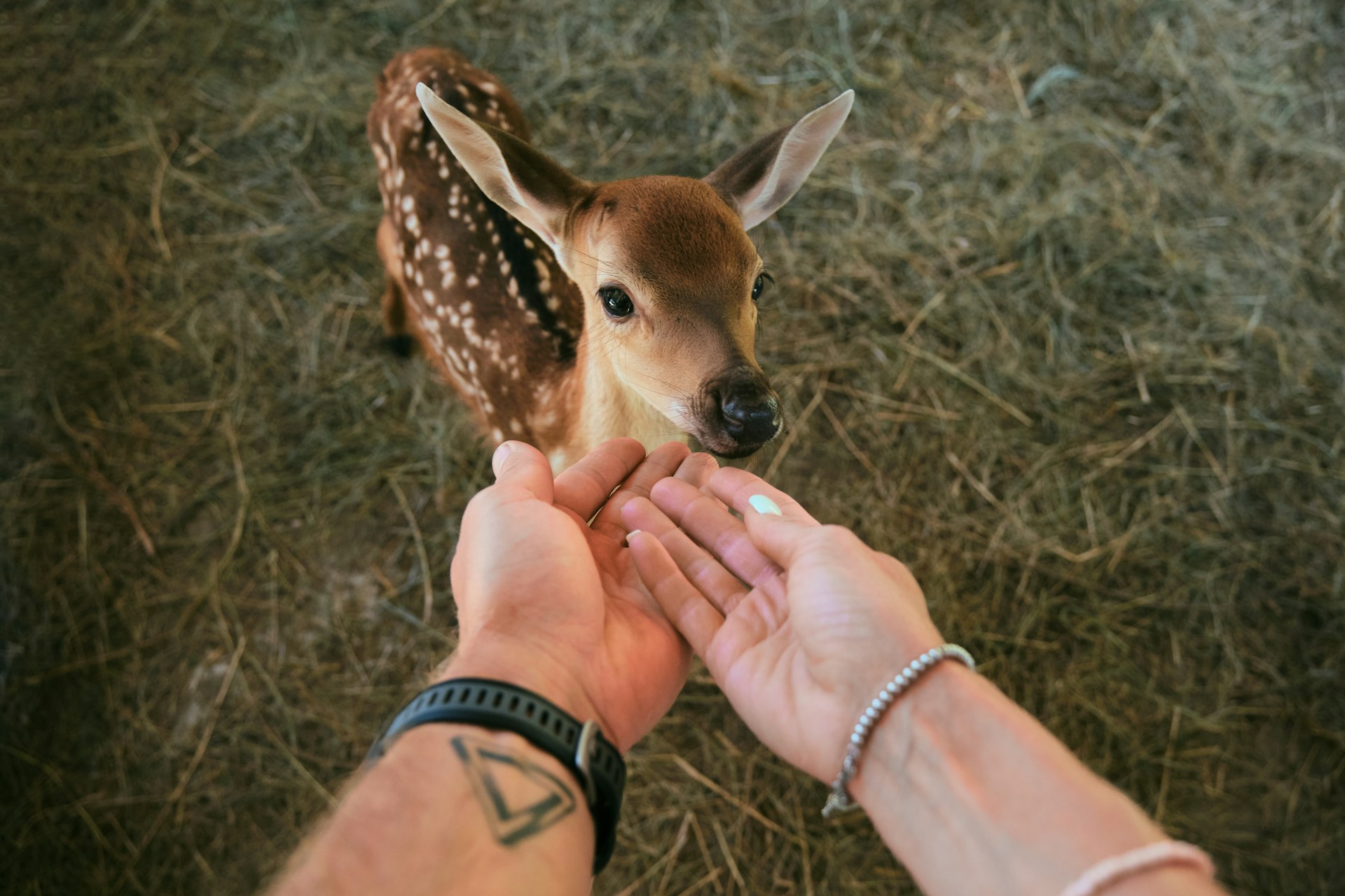 Heart for All Creatures