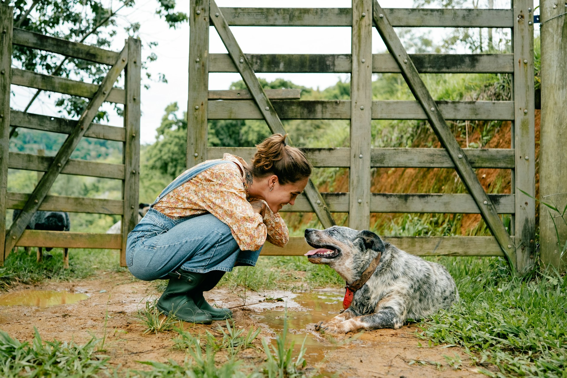 Preventing Animal Abuse
