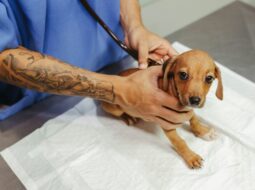 Voices That Heal, Advocacy for Preventing Animal Abuse in Healthcare Systems