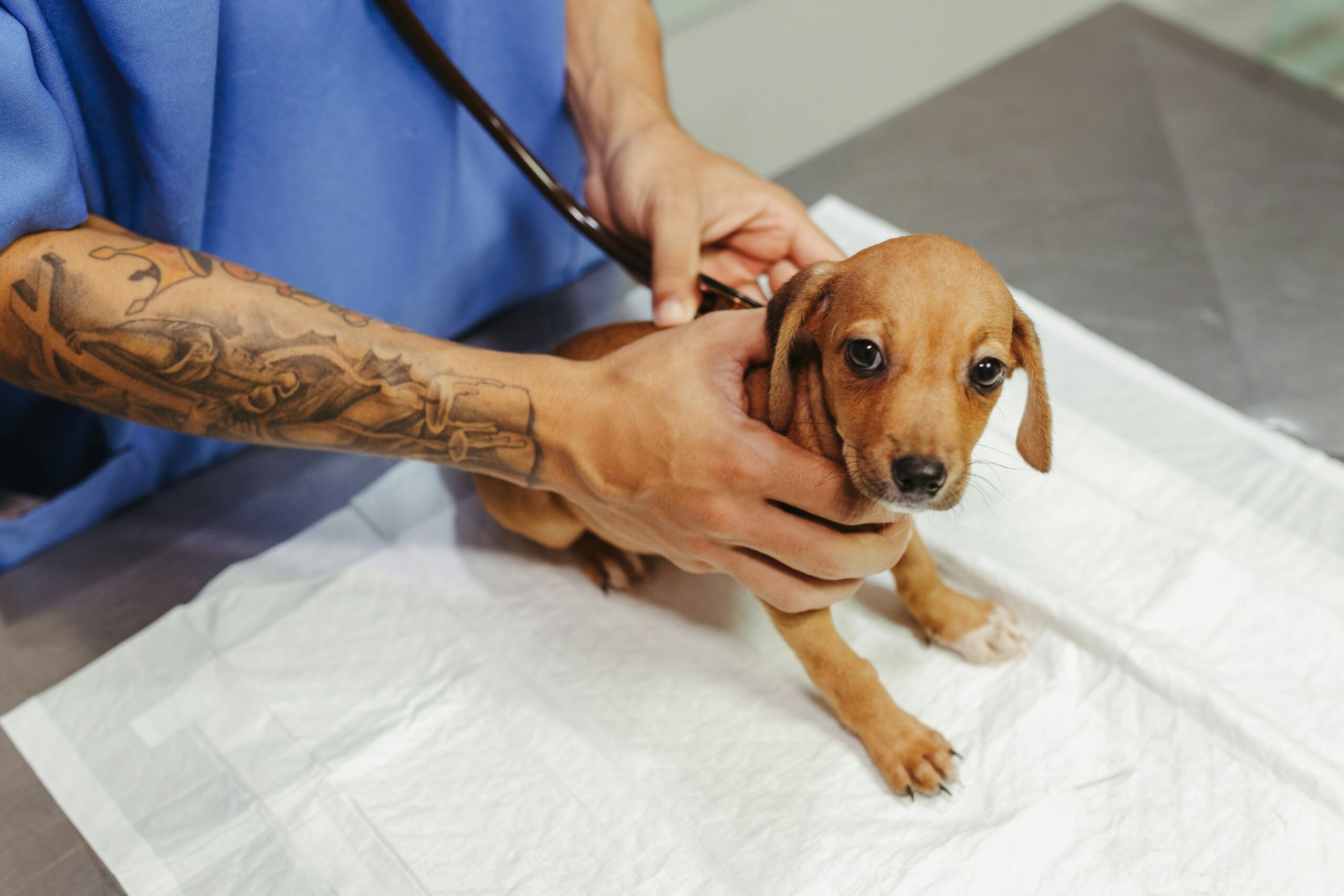 Voices That Heal, Advocacy for Preventing Animal Abuse in Healthcare Systems
