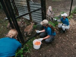 Brenda McGrane- Animal Welfare