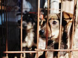 Breaking the Silence on Animal Abuse, A Call to Protect the Voiceless