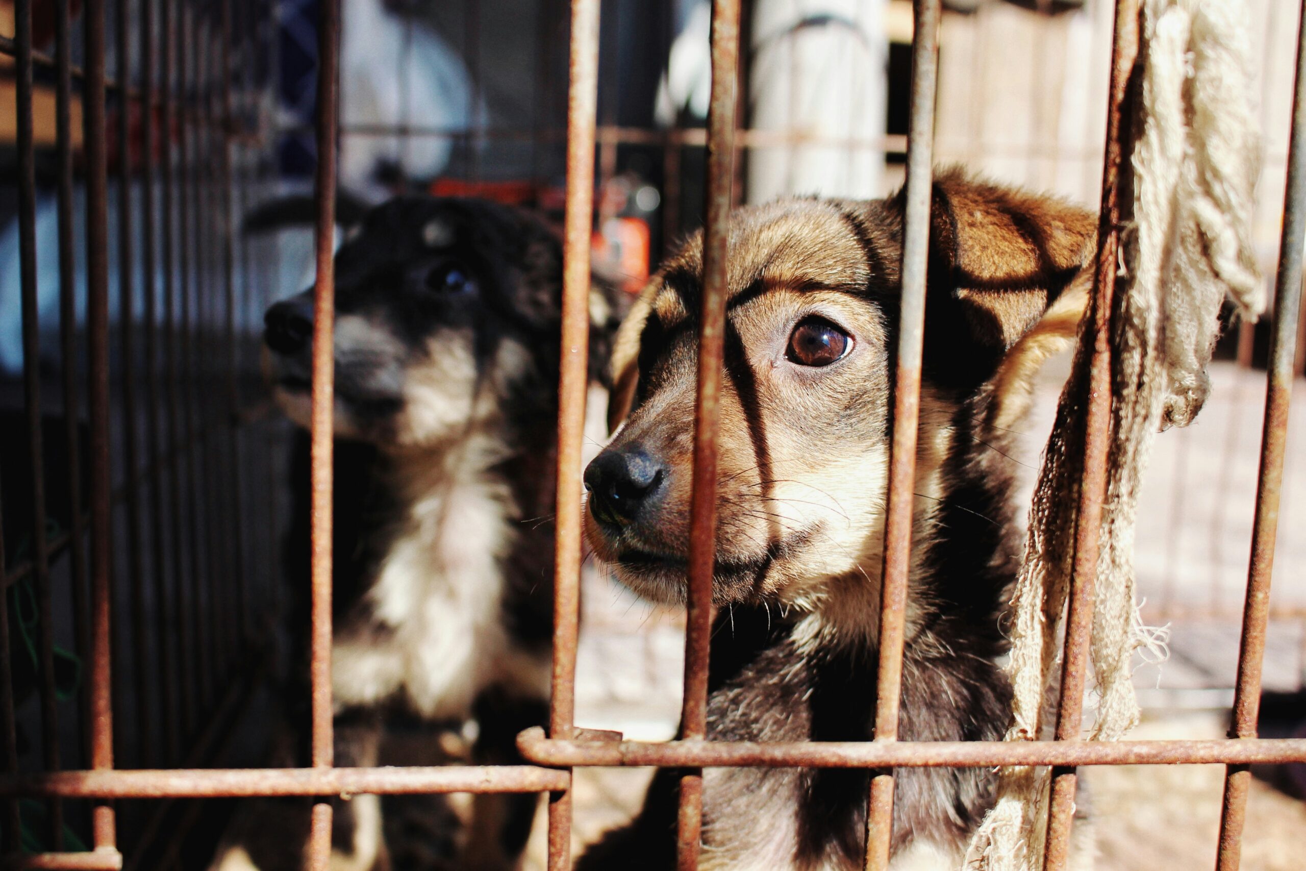 Breaking the Silence on Animal Abuse, A Call to Protect the Voiceless